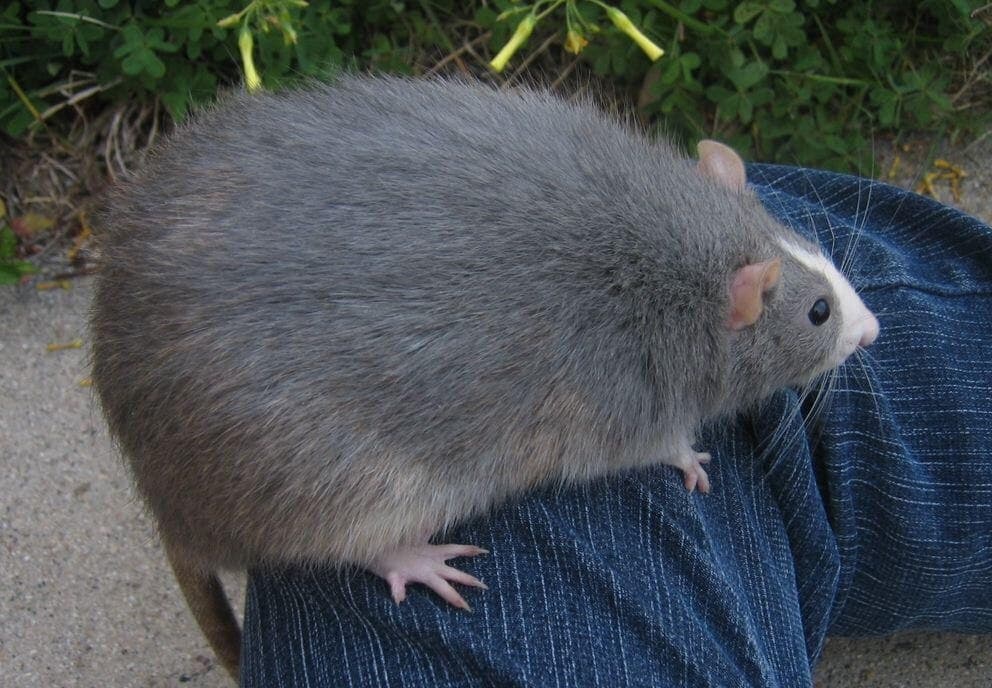 Bigrat Monster specimen
